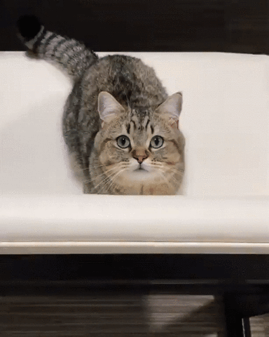 Gattoni che salta da vasca da bagno