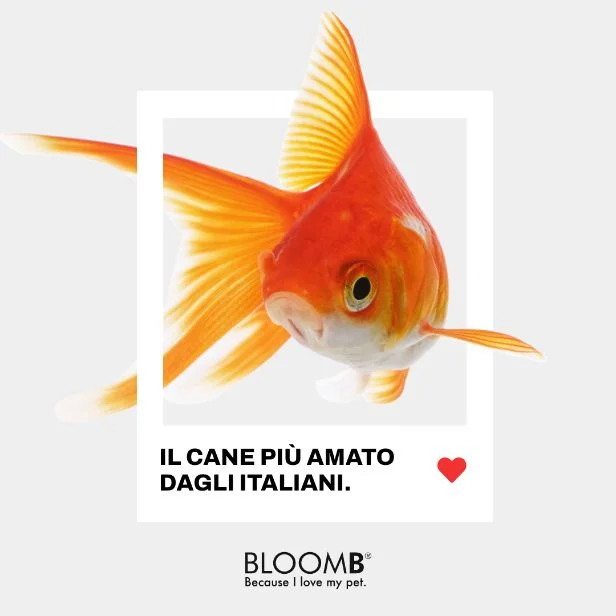 Dexa servizio fotografico Bloomb square 5
